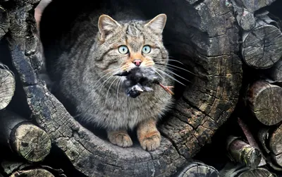 Европейский лесной кот | Анна Новикова | Mirror | Дзен