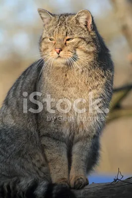 Европейский дикий кот - ЯПлакалъ