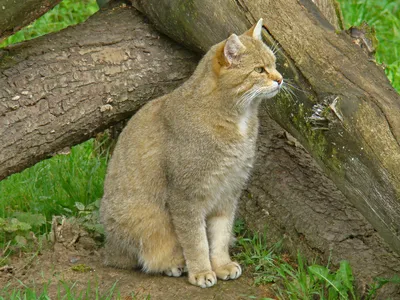 10 интересных фактов из жизни европейского лесного кота | Приключения  натуралиста | Дзен