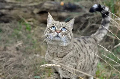 Лесной европейский кот: описание, характер, среда обитания и образ жизни,  фото