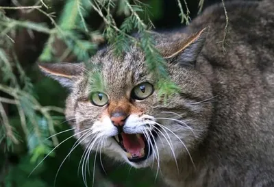 Европейский лесной кот :: Владимир Шадрин – Социальная сеть ФотоКто