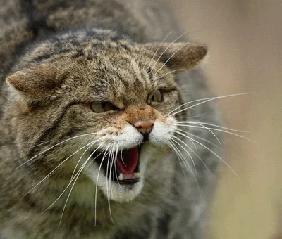 Лесная кошка или дикий кот (Felis silvestris) - AnimalBox.ru