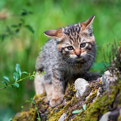 Европейский дикий лесной кот: описание характера и внешности степной кошки,  фото дальневосточного питомца, уход и содержание