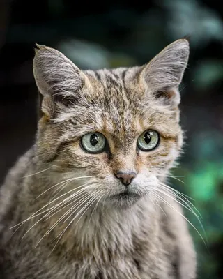 Европейский лесной кот - 70 фото