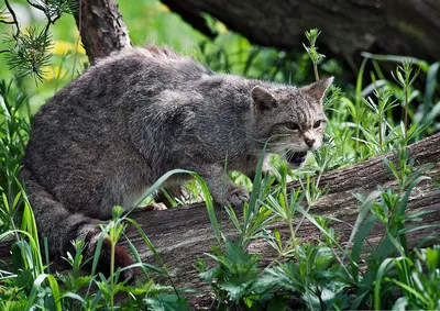 Лесной европейский кот – описание породы, фото дикого животного, где обитают