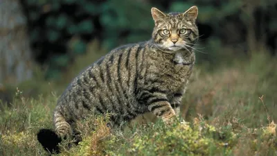 Швейцария выбрала животное года – им стал лесной кот. Почему? – K-News