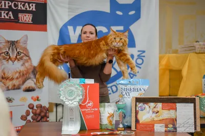 Международная выставка кошек «Ёжкин кот» в ТРЦ «Гагаринский» 2023