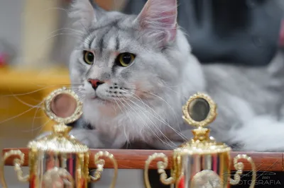 Международная выставка кошек «Ёжкин кот» в ТРЦ «Гагаринский» 2022