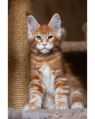 Кружка Ешкин кот купить по цене 339 ₽ в интернет-магазине KazanExpress