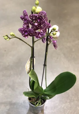 ОРХИДЕЯ Дикий Кот Phalaenopsis Lioulin Wild Cat цветение орхидеи orchid  orchids фаленопсис - YouTube