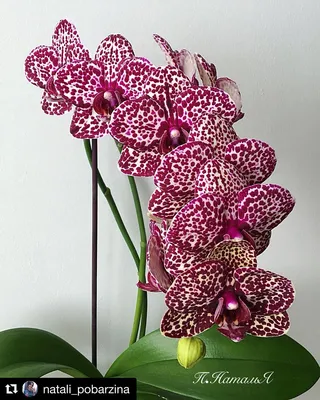 Орхидея фаленопсис дикий кот (вайлд кэт) 12/60 по цене 2 899 руб. -  Интернет-магазин Liodoro