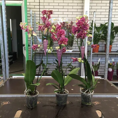 Phalenopsis Sp | Orchid flower arrangements, Orchid flower, Beautiful  orchids