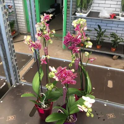 Орхидея Фаленопсис 'Дикий Кот' | купить в Минске на FlowersLand.by