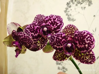 Орхидея Фаленопсис Дикий Кот в подарочной коробке купить в Москве в  интернет магазине Черная Орхидея. И всё что нужно для орхидей: кашпо,  удобрения, грунты.