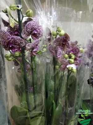 Орхидея Фаленопсис Дикий Кот в подарочной коробке купить в  интернет-магазине sunflor.ru