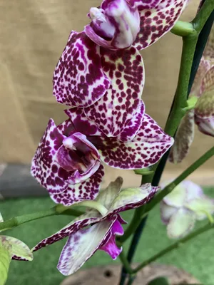 Купить орхидею в Москве