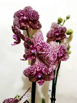 Орхидея фаленопсис Дикий кот | купить в интернет-магазине /Мильтония/