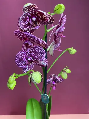 Фаленопсис Дикий кот детка (Phalaenopsis Lioulin Wild Cat) Каталог орхидей  - фаленопсисов, каттлей, ванд, дендробиумов со всего мира от интернет  магазина Ангелок