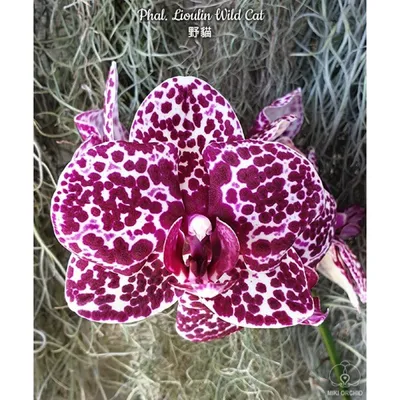 Купить орхидею Фаленопсис Дикий Кот (Wild Cat) с доставкой по Украине.