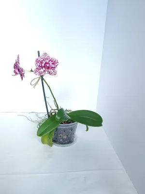 Орхидея Фаленопсис Florinda Дикий Кот Orchid Phalaenopsis Wild Cat — Купить  на BIGL.UA ᐉ Удобная Доставка (1997437633)