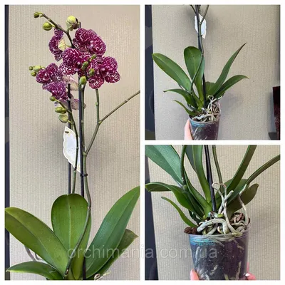 Орхидея (фаленопсис) Дикий Кот: 400 грн. - Комнатные растения Черкассы на  Olx
