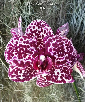 Орхидея (фаленопсис) Дикий Кот: 400 грн. - Комнатные растения Черкассы на  Olx