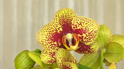 Орхидея Фаленопсис Дикий кот,на 2 - 3 цветоноса,высота 80+ (ID#1254297345),  цена: 570 ₴, купить на Prom.ua