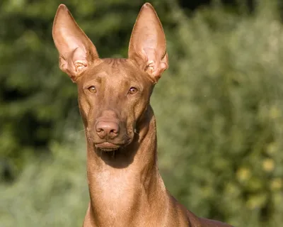 Фараонова собака (Pharaoh Hound) - небольшая, активная и умная порода собак.  Описание, фото и отзывы о породе.