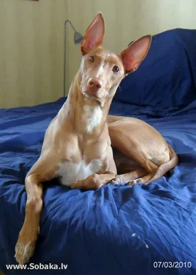 Фараонова собака - описание породы собак: характер, особенности поведения,  размер, отзывы и фото - Питомцы Mail.ru