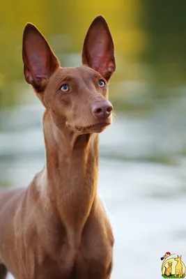 kennelbri - Эмбер, порода Фараонова собака, дата рождения... | Facebook