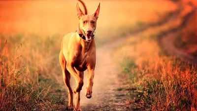 Фараонова собака- собак которая улыбается - форум владельцев фараоновой  собаки