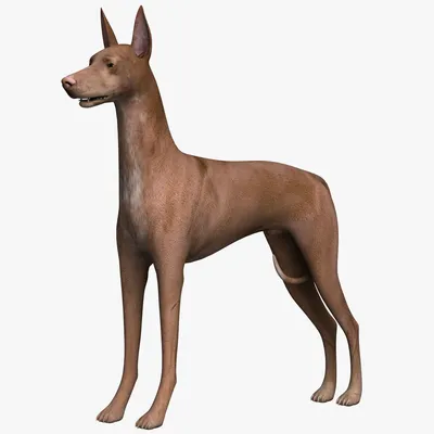 Фараонова собака 3D Модель $49 - .stl .3ds .fbx .obj .lwo .c4d .ma .max -  Free3D