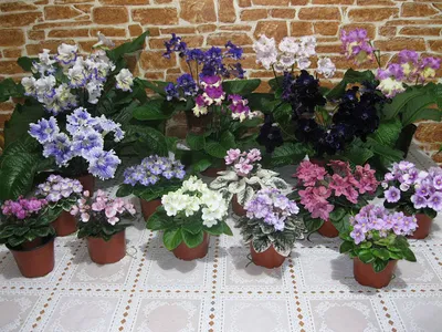 Декоративноцветущие комнатные растения - цвет розовый купить на ROZETKA:  цена, отзывы