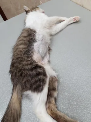 Лечение фарингита у кошек: определение симптомов в ветеринарной клинике  Живаго