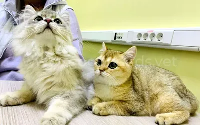 Воспаление десен у кошек - профилактика и лечение воспаления десен у котов  | Royal Canin