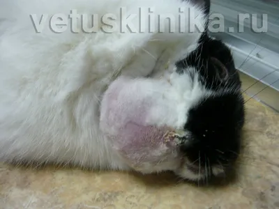 Как выглядит ушной клещ у кошек. Лечение | Garfield.by