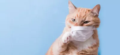 Гингивит у кошек: симптомы и лечение - ветклиника \"в Добрые Руки\"