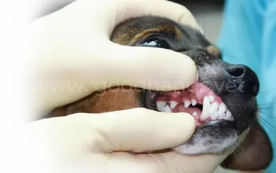Абсцесс верхушки корня зуба | Ветеринарная клиника доктора Шубина