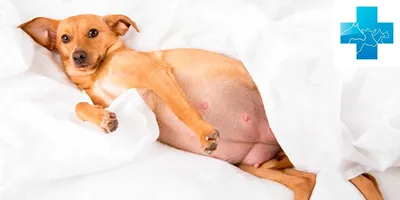 Лимфаденит (воспаление лимфоузлов) у собак | Ветеринарная клиника Берлога