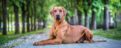 Воспаление параанальных желез у собак: лечение