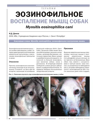Лечение зубов у собак | Цены на лечение зубов у собак в Москве - ЗооПорт