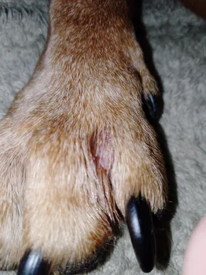 Чем кормить собаку с чувствительной кожей 🐶 — ProPlan.ru