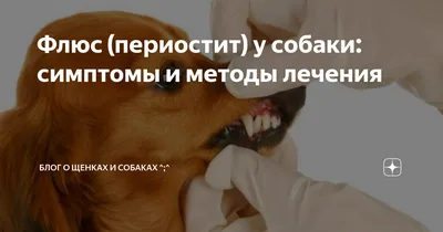 ⭐ Абсцесс у собаки параанальный. Причины появления. Симптомы и лечение.  Диагностика