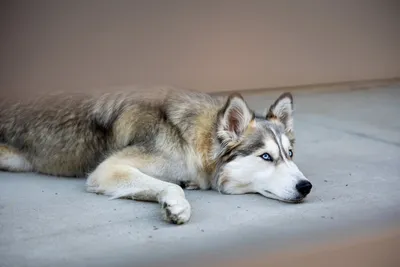 Течка у собак 🐕 – сколько длится, признаки и симптомы, помощь питомцу