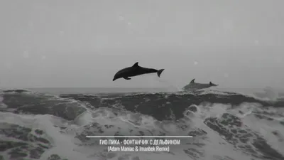 Черный дельфин (38 фото) - красивые фото и картинки pofoto.club