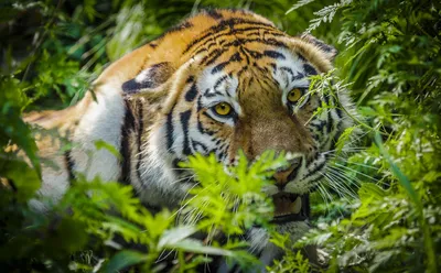 Фото амурского тигра в природе 
