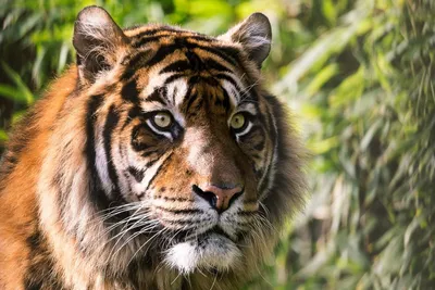 Тигров в дикой природе увидят хабаровчане — Новости Хабаровска