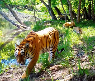 Выход в люди: что ищут амурские тигры в населенных пунктах | Статьи |  Известия
