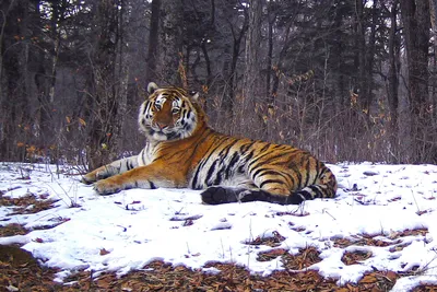 Амурский тигр: самый крупный и самый редкий - РИА Новости, 02.02.2010