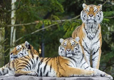 Александр Козлов: «Амурский тигр – символ Дальнего Востока, гордость и  достояние страны» ⋆ НИА \"Экология\" ⋆